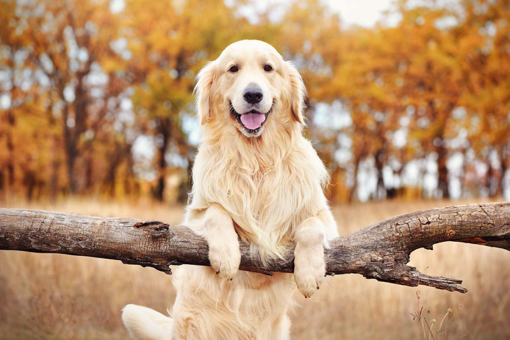 Najlepszy Pies Typu Retriever